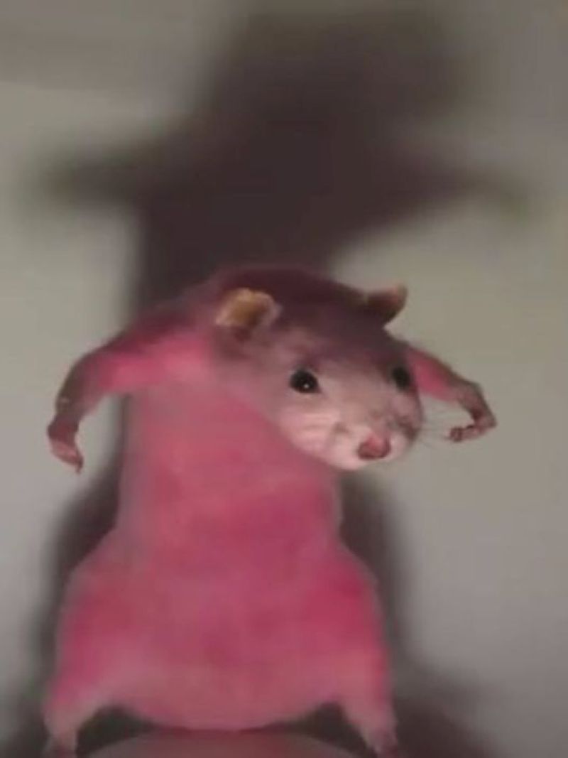 chuột hamster meme hài hước