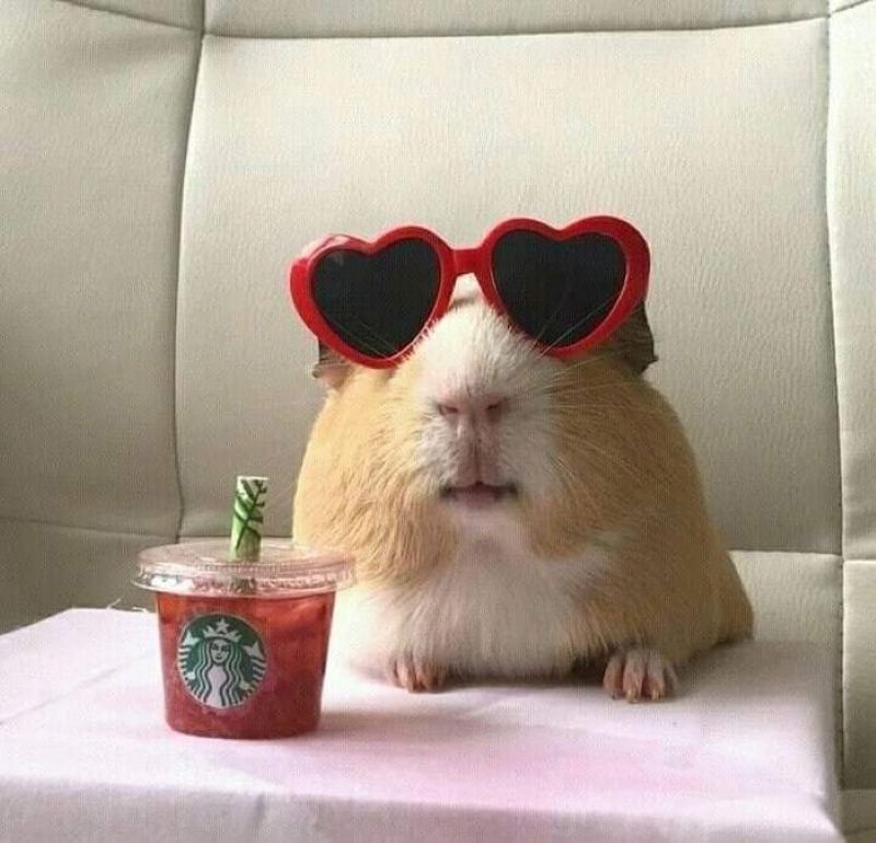 chuột hamster meme