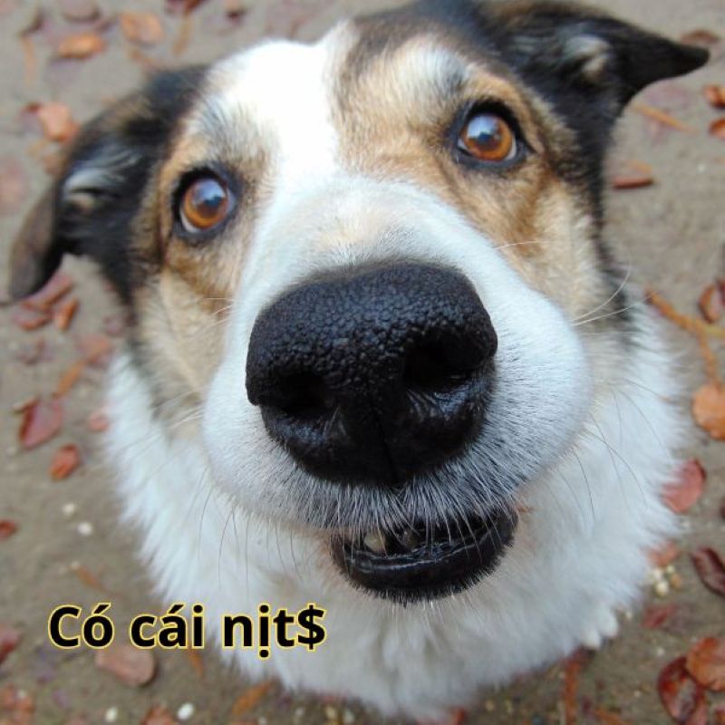 còn cái nịt meme
