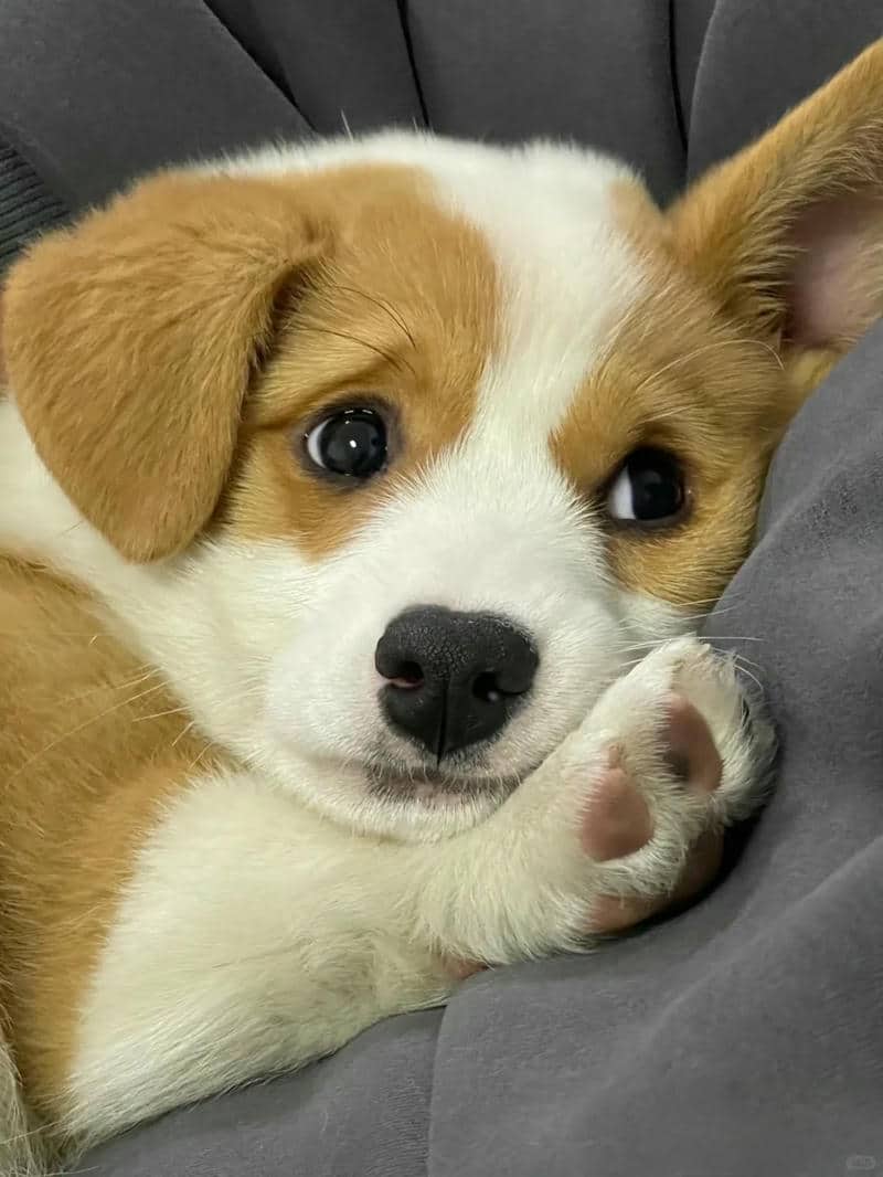 con chó corgi