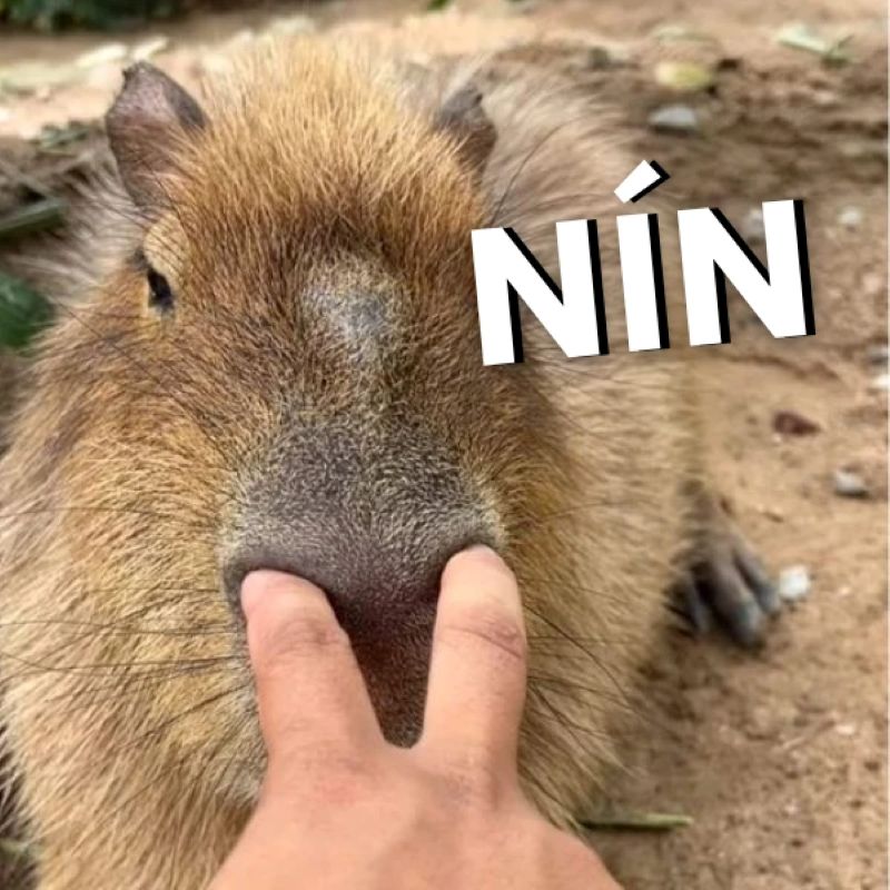 con chuột meme