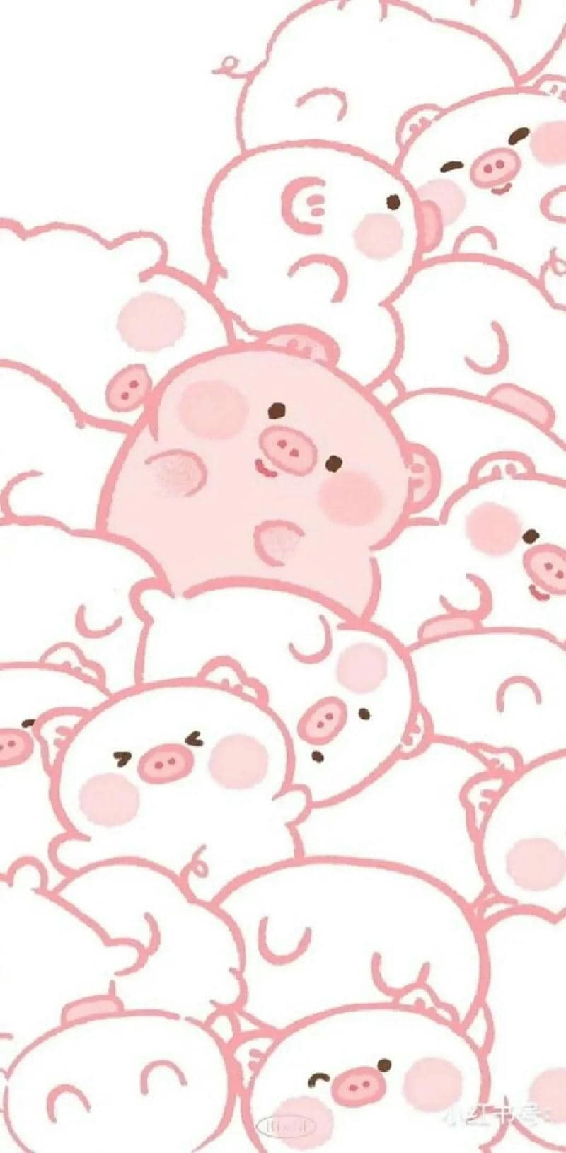 con heo cute