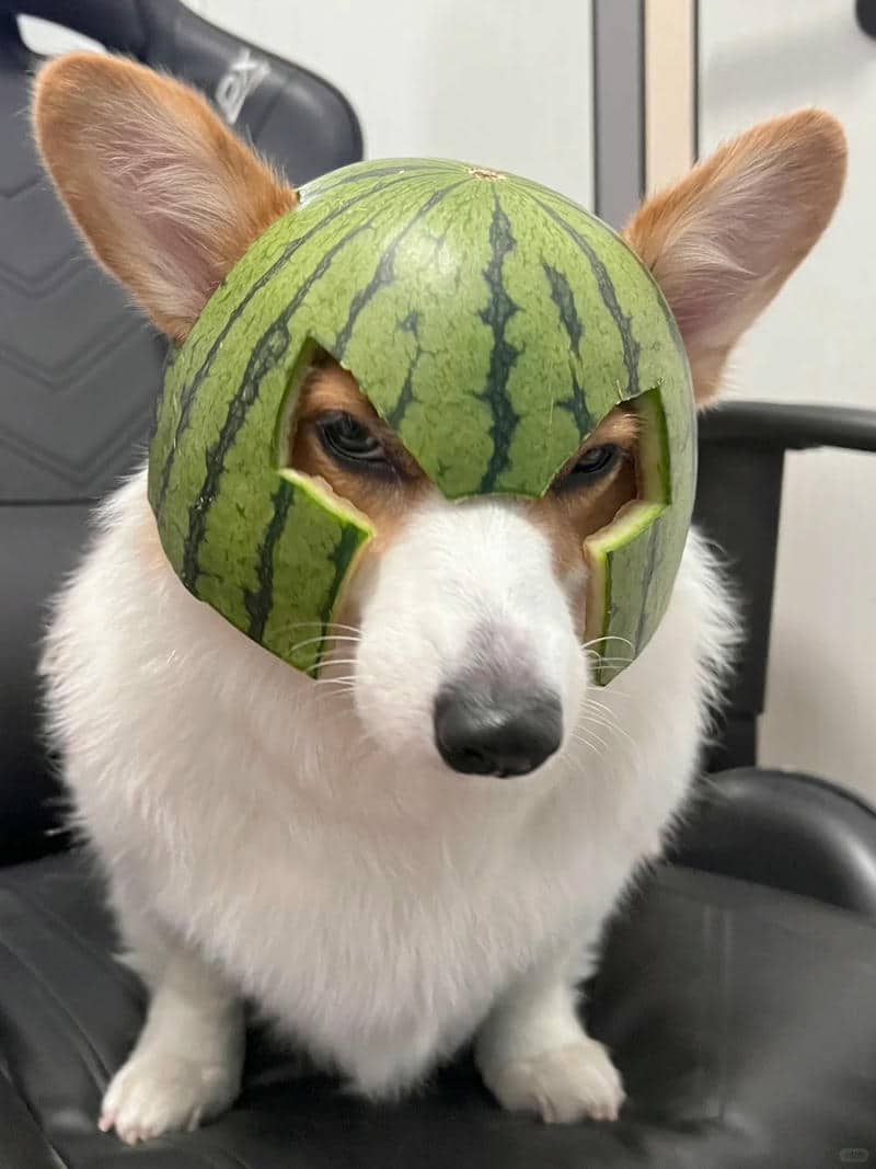corgi chó