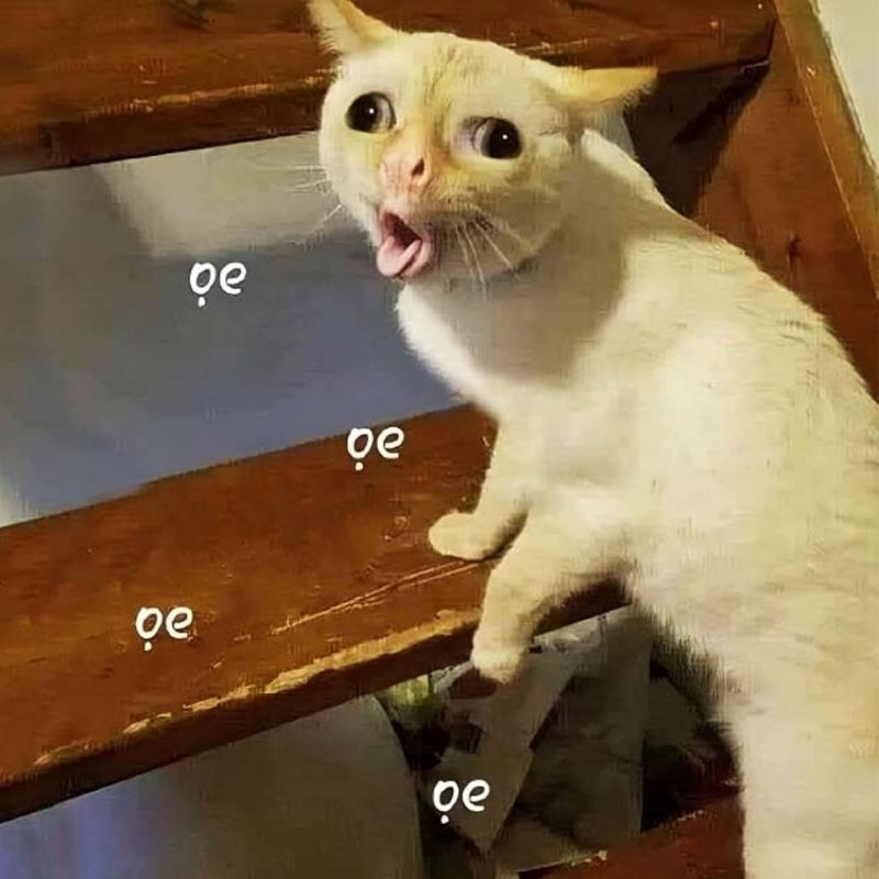 cute ảnh meme hài