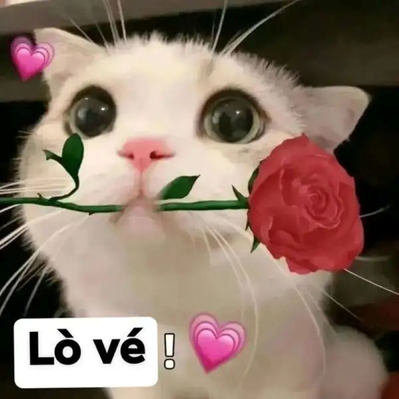 cute meme tặng hoa