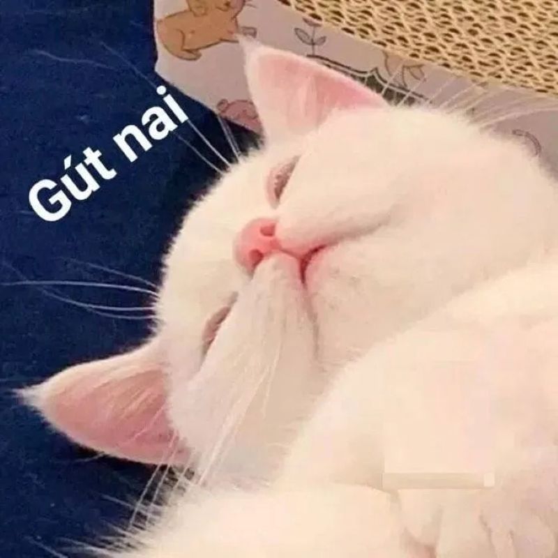 đêm về chúc ngủ ngon