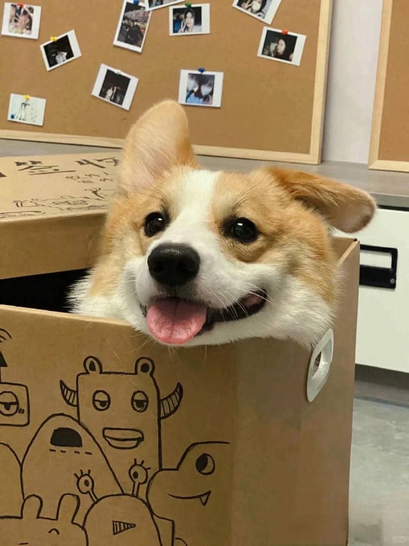 dog corgi