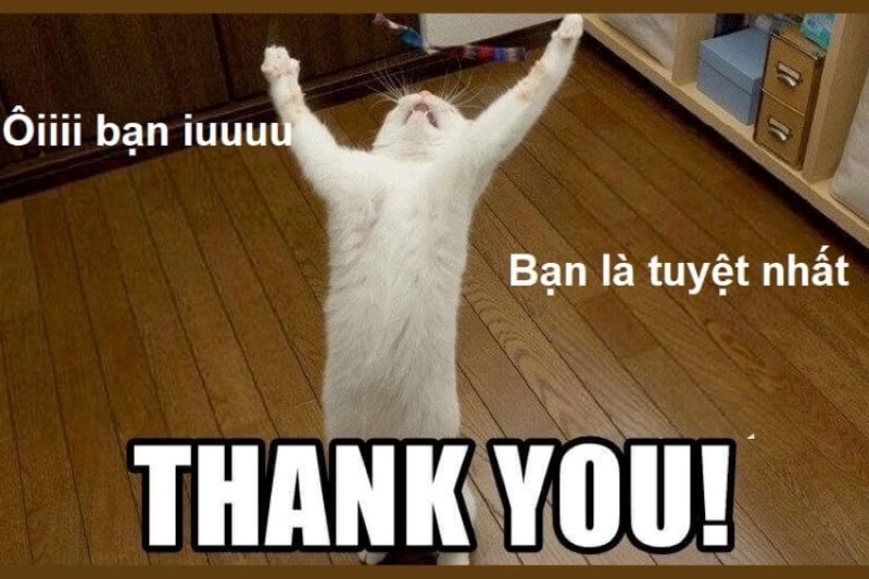 đội ơn meme