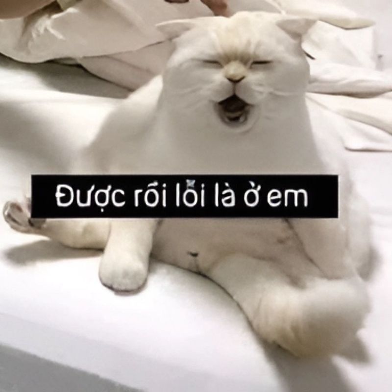 đơn xin lỗi meme