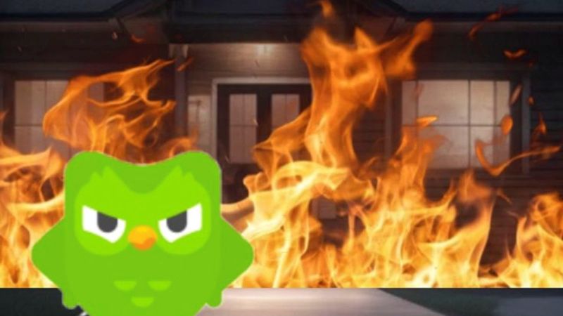duolingo chửi người dùng