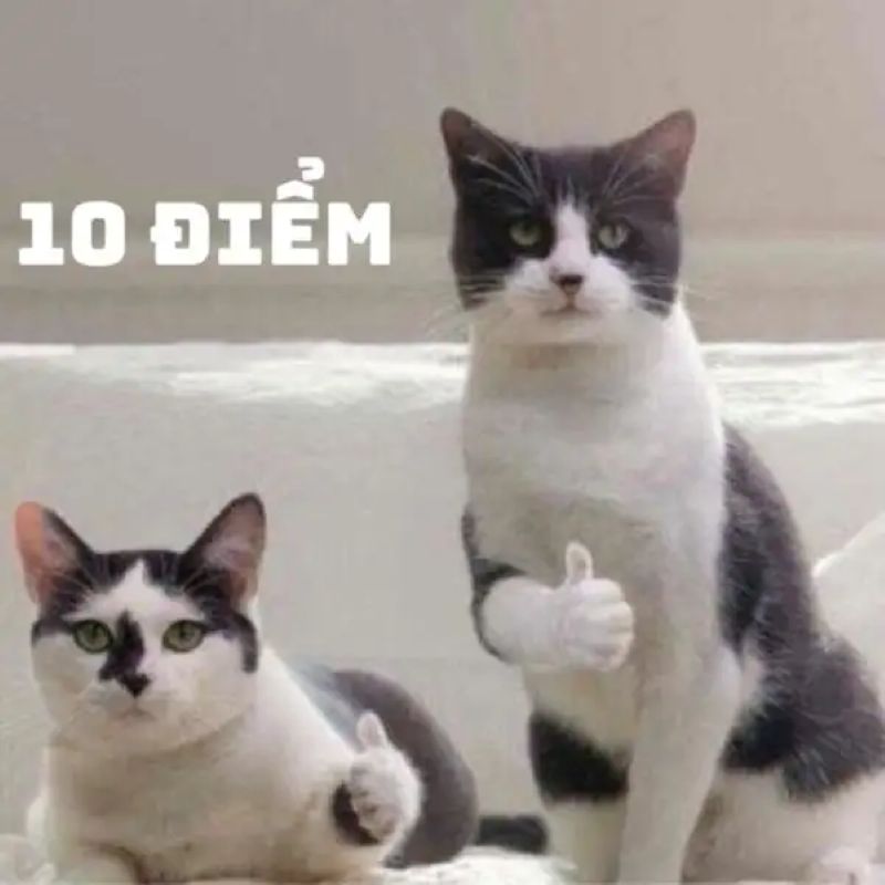 gif 10 điểm