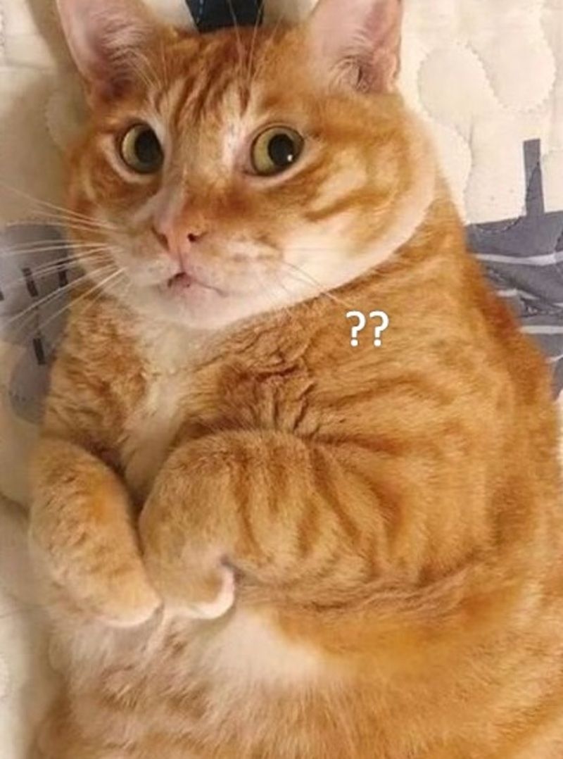 há mồm meme mèo
