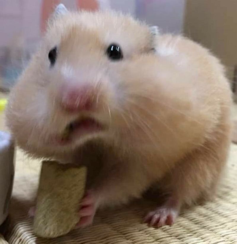 hamster meme hài hước