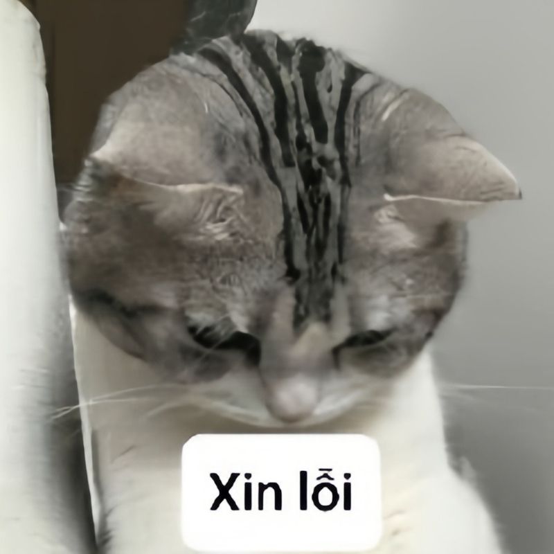 hình ảnh an xin hài hước