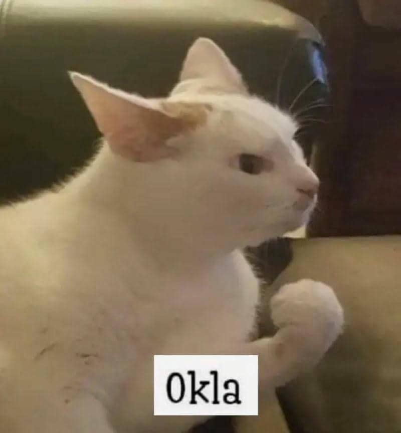 hình ảnh ảnh mèo ok