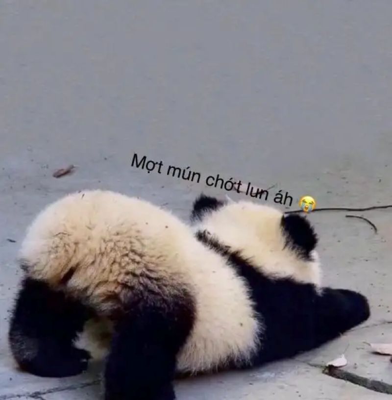 hình ảnh bị ốm hài hước