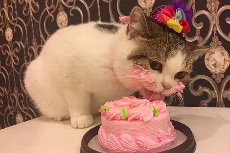 hình ảnh birthday memes