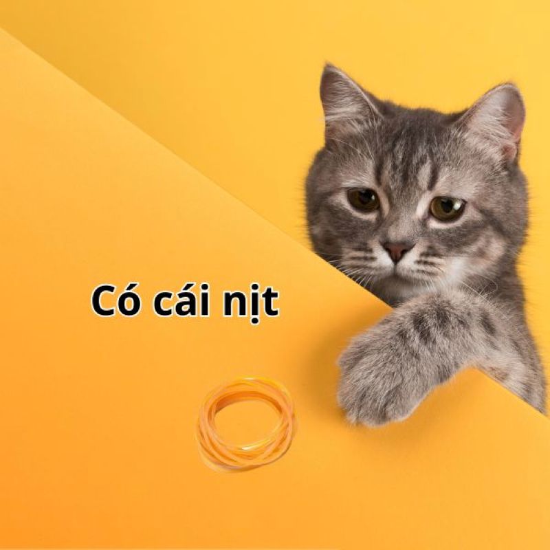 hình ảnh cái nịt