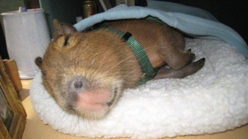 hình ảnh capybara meme