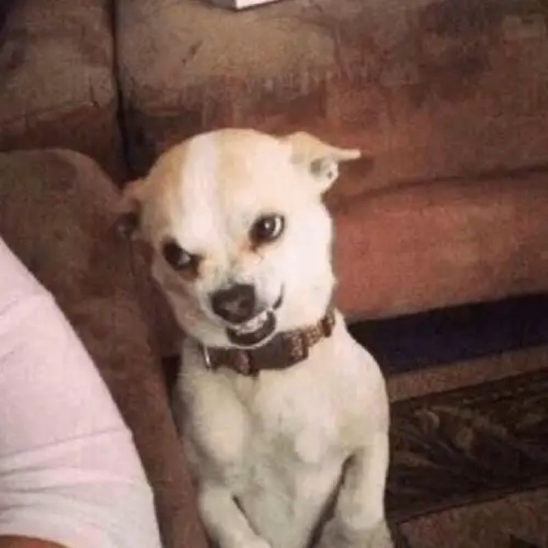 hình ảnh chihuahua meme hài