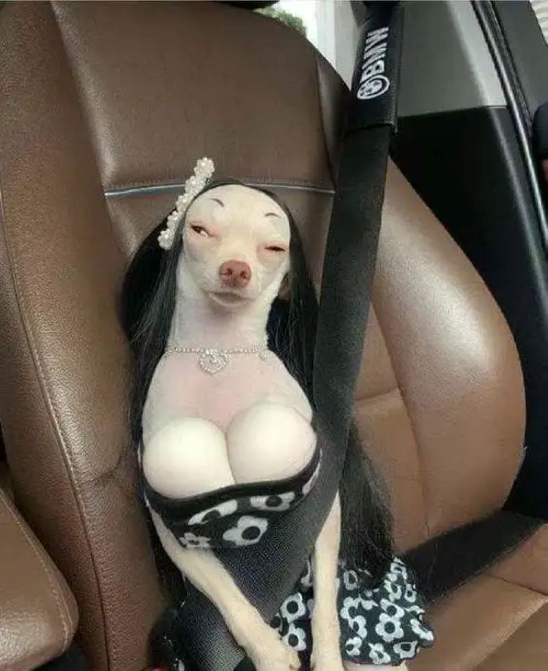 hình ảnh chihuahua meme