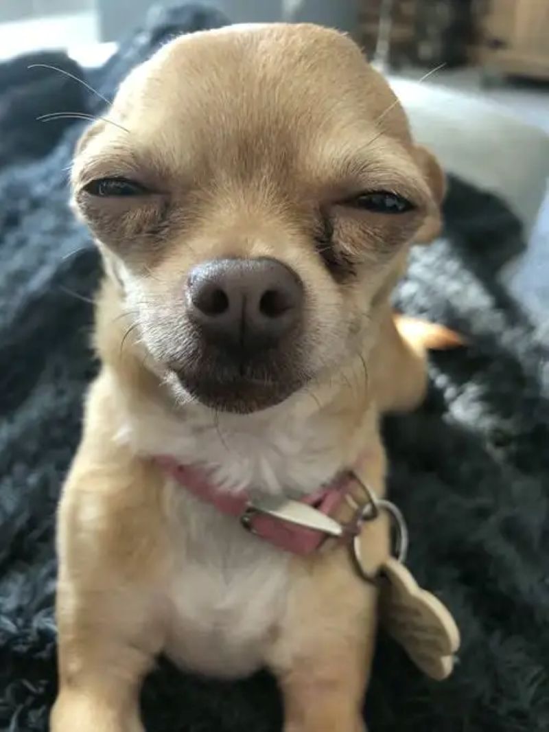 hình ảnh chó chihuahua meme