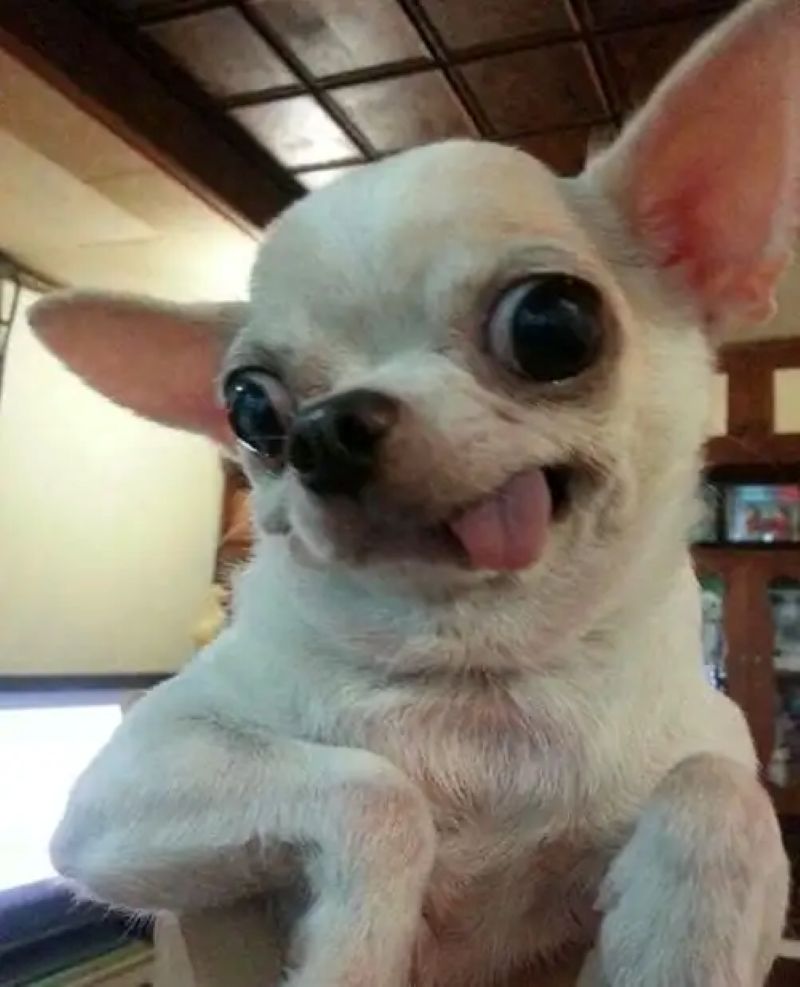 hình ảnh chó chihuahua