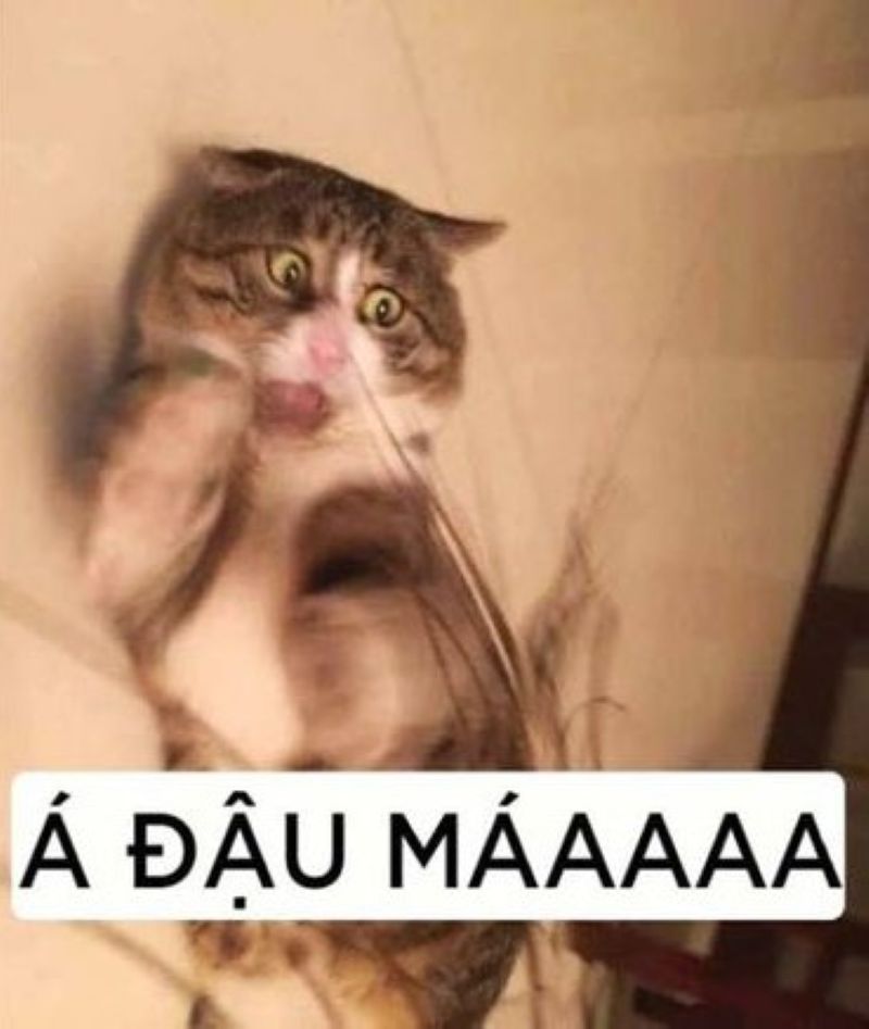 hình ảnh chửi tục