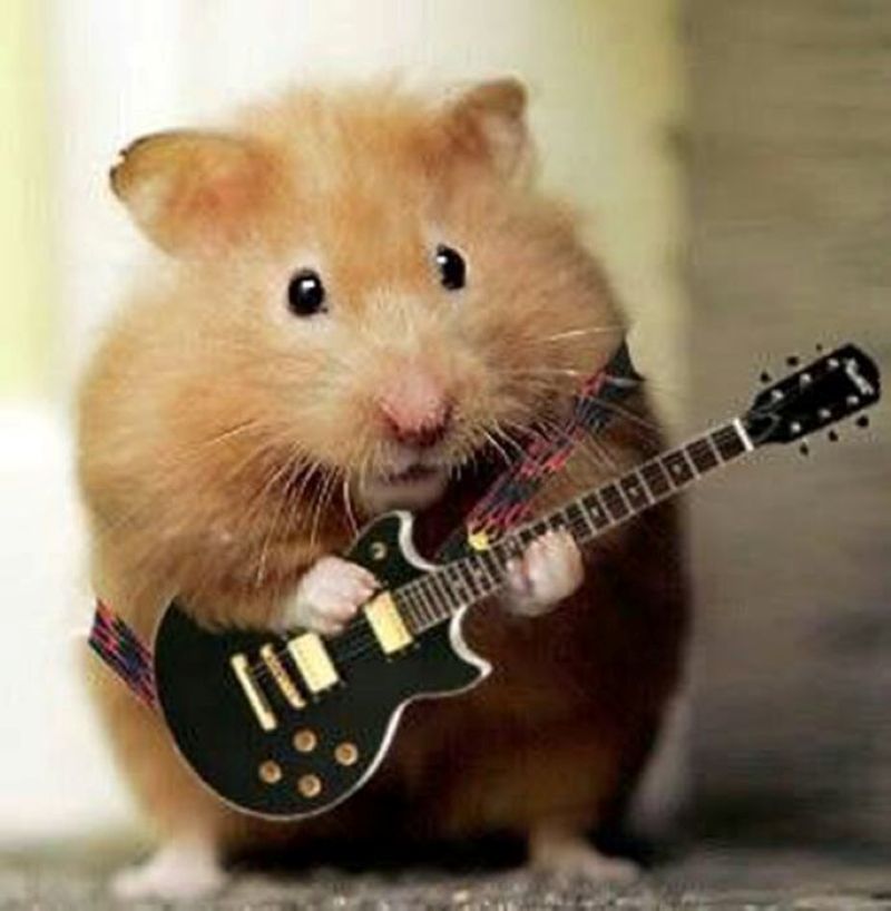 hình ảnh chuột hamster hài hước