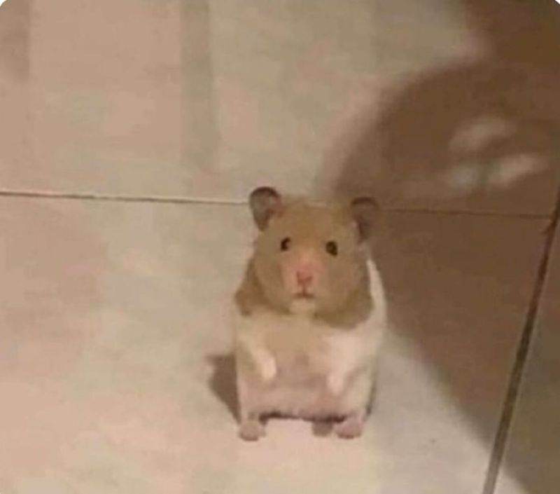 hình ảnh chuột hamster meme hài hước