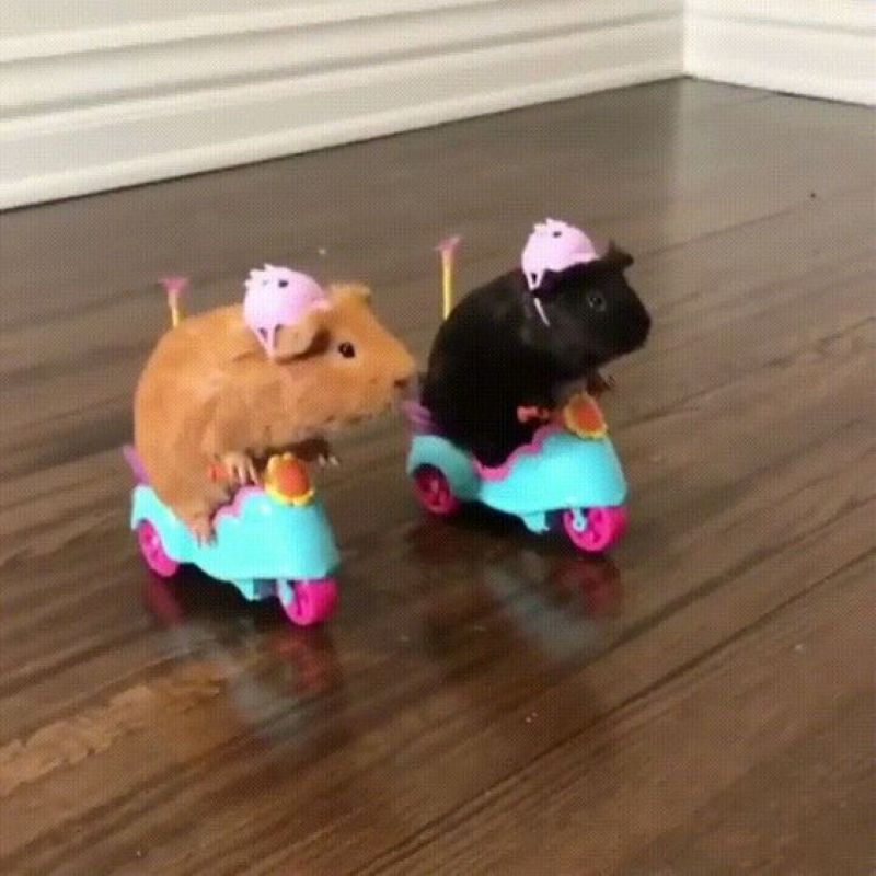 hình ảnh chuột hamster meme