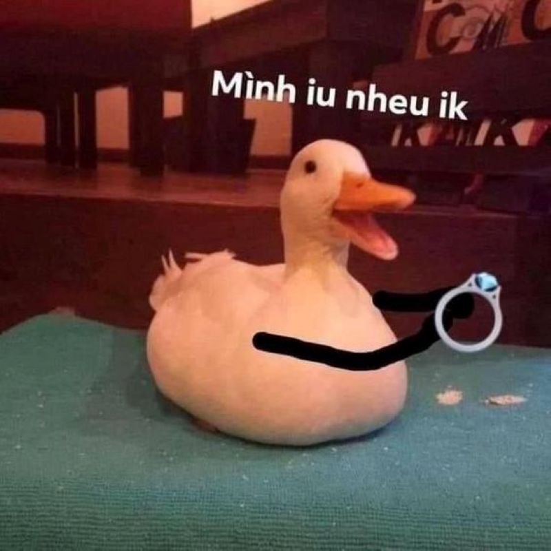 hình ảnh con vịt