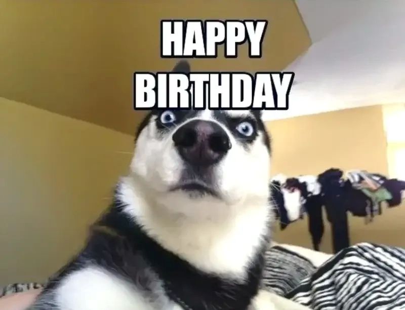 hình ảnh funny birthday wishes