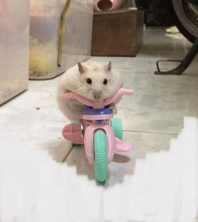 hình ảnh hamster meme hài hước