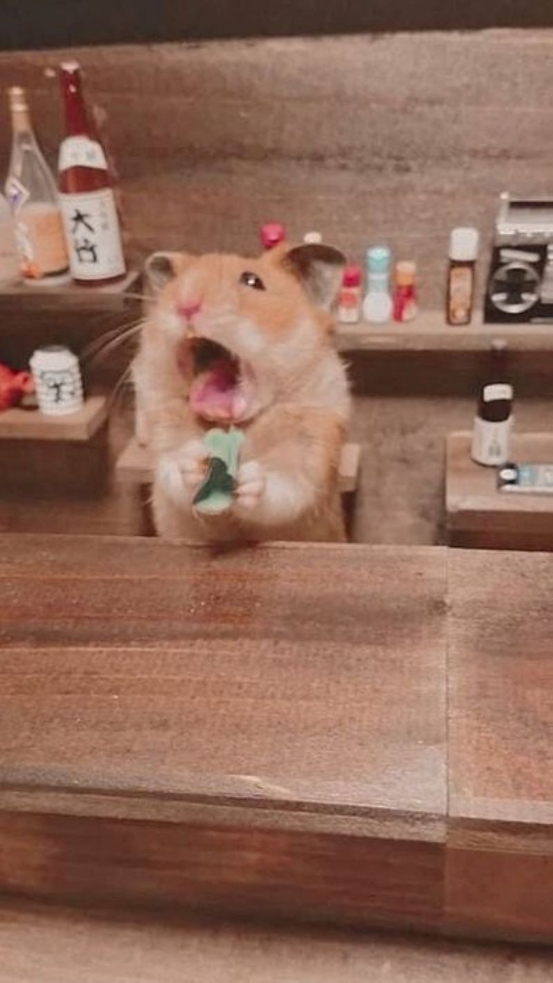 hình ảnh hamster meme