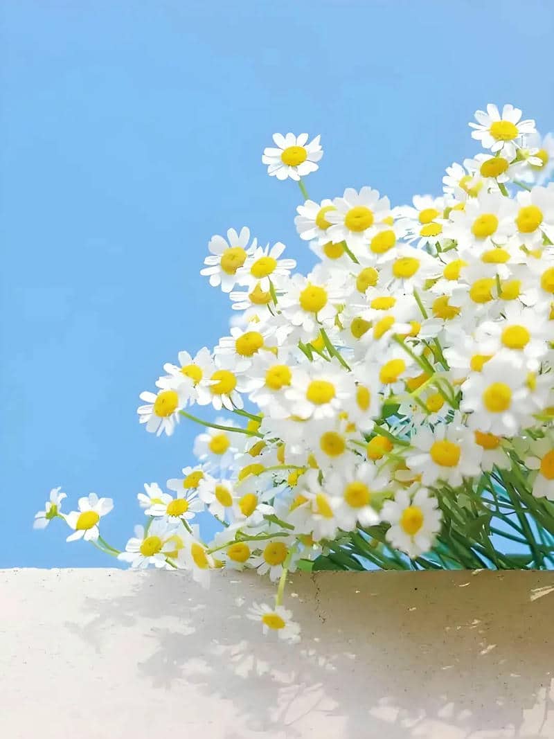 hình ảnh hoa cúc họa mi