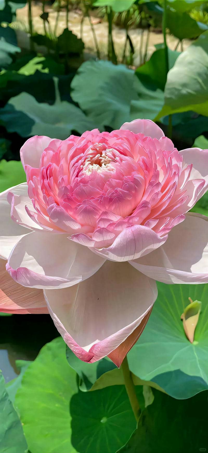 hình ảnh hoa sen tuyệt đẹp
