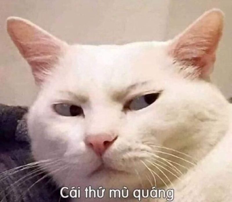 hình ảnh khinh bỉ hài hước