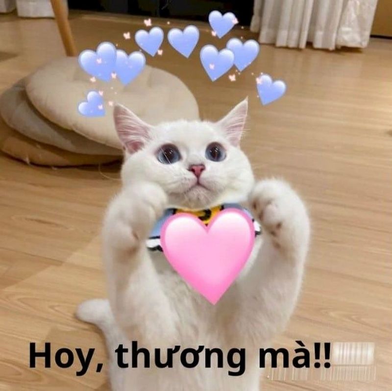hình ảnh meme an ủi bạn