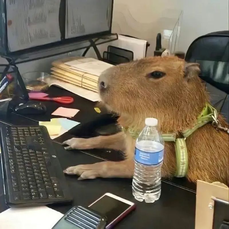 hình ảnh meme capybara cute