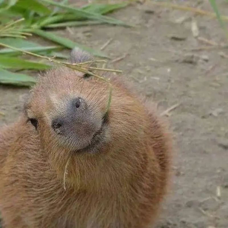 hình ảnh meme capybara đáng yêu