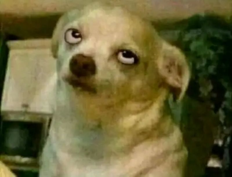 hình ảnh meme chihuahua hài hước