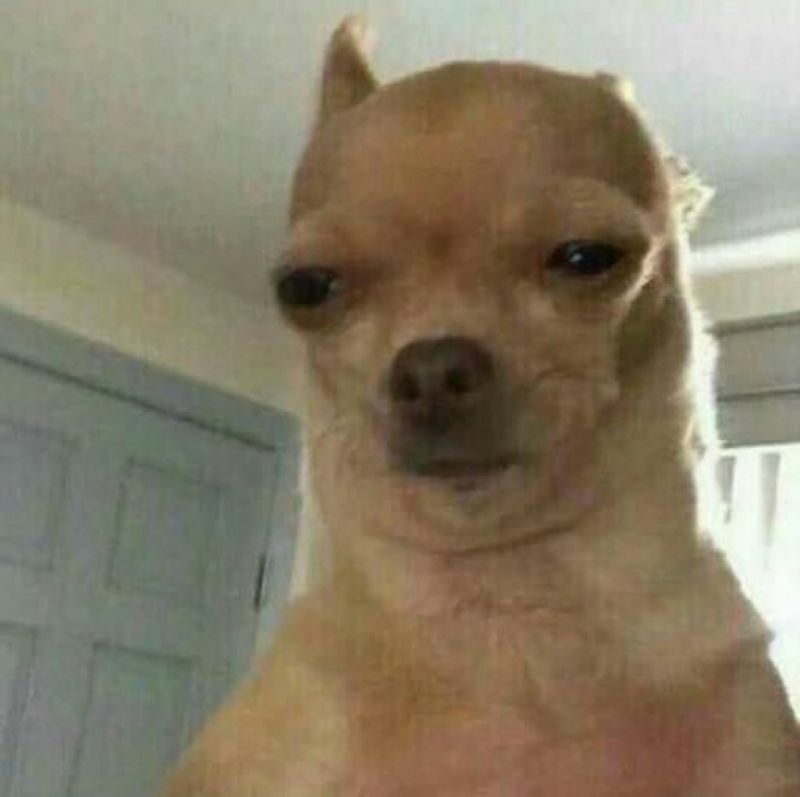 hình ảnh meme chihuahua hài