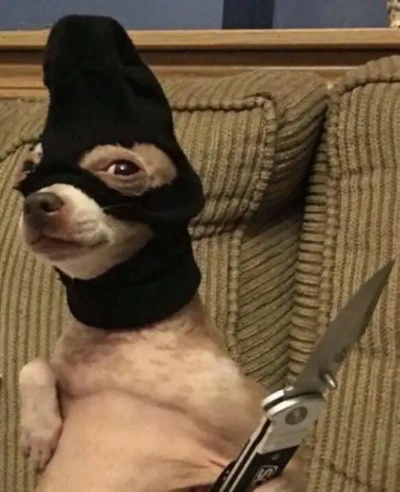 hình ảnh meme chihuahua