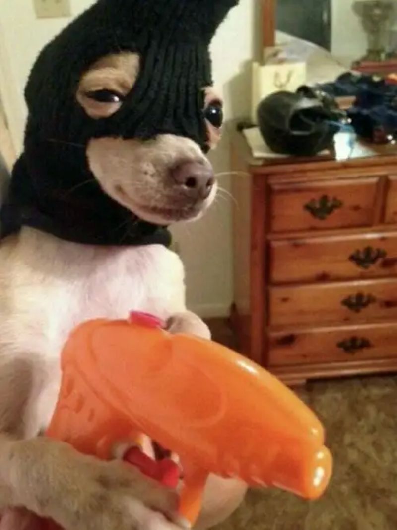 hình ảnh meme chó chihuahua