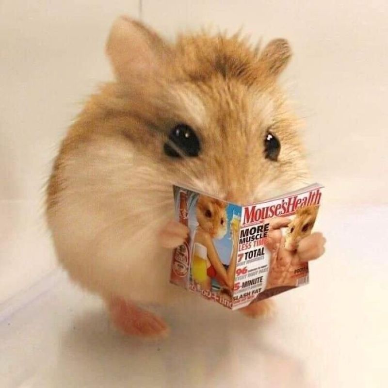 hình ảnh meme chuột hamster hài hước