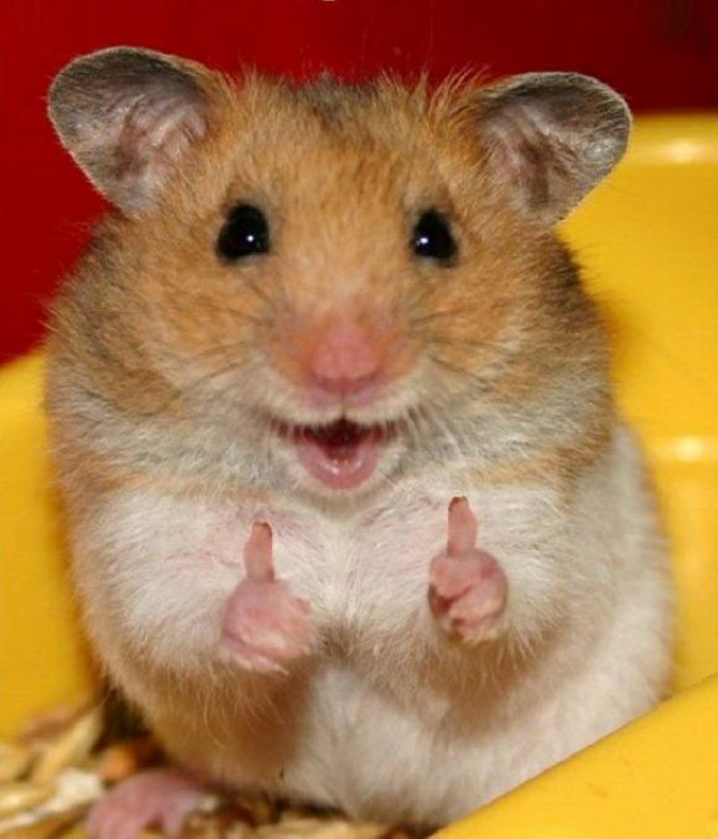 hình ảnh meme chuột hamster