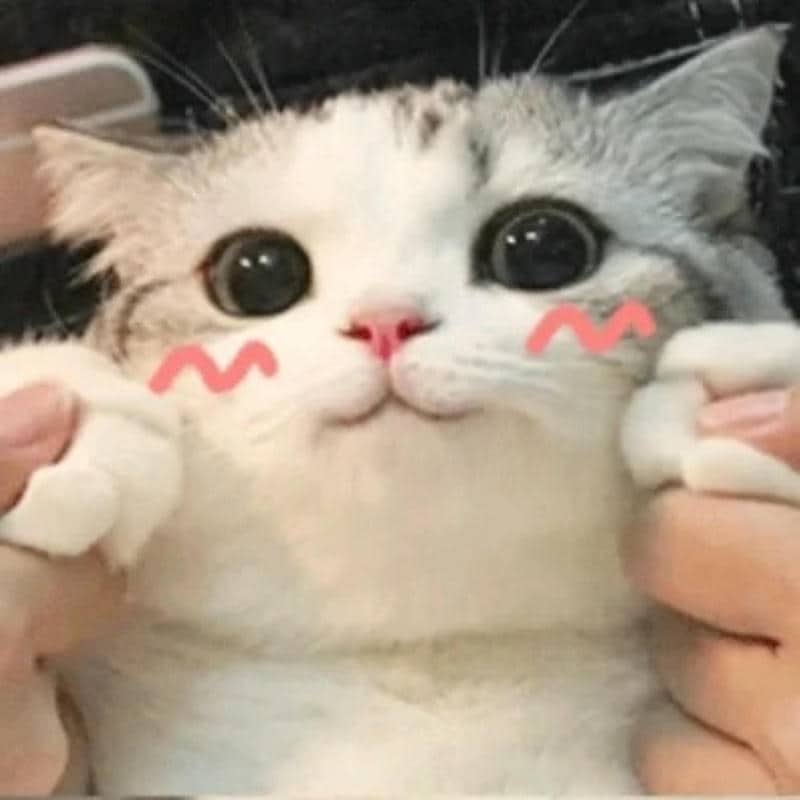 hình ảnh meme cute dễ thương
