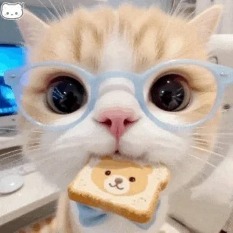 hình ảnh meme cute