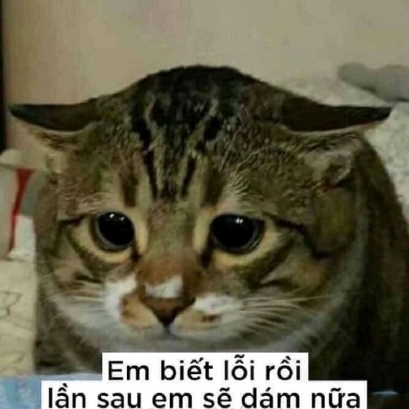 hình ảnh meme hài